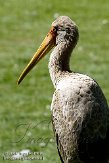 DVW01088111 Afrikaanse nimmerzat / Mycteria ibis