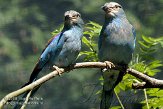 DVW01088117 Europese scharrelaar / Coracias garrulus