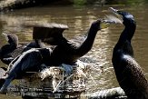 DVW01088135 aalscholver / Phalacrocorax carbo