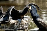 DVW01088139 aalscholver / Phalacrocorax carbo