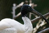 DVW01088164 Madagascar witte ibis / Threskiornis bernieri
