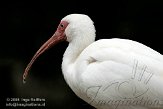 DVW01088225 witte ibis / Eudocimus albus