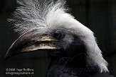 DVW01088254 langkuifneushoornvogel / Berenicornis comatus