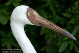 DVW01106936 Siberische kraanvogel / Grus leucogeranus