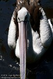 DVW01106951 Australische pelikaan / Pelecanus conspicillatus