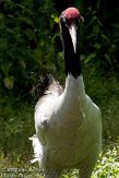 DVW01107053 zwarthalskraanvogel / Grus nigricollis