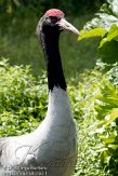 DVW01107058 zwarthalskraanvogel / Grus nigricollis