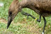 DVW01107202 hamerkop / Scopus umbretta