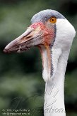 DVW01107228 lelkraanvogel / Grus carunculata