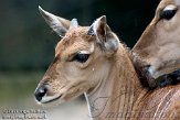 DZW01116997 elandantilope / Taurotragus oryx