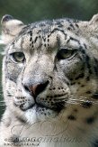 DZW01117076 sneeuwpanter /Panthera uncia
