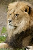 DZW01117109 Afrikaanse leeuw / Panthera leo
