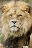 DZW01117114 Afrikaanse leeuw / Panthera leo