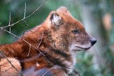 DZW01231048 dhole / Cuon alpinus