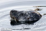 DBH01114199 gewone zeehond / Phoca vitulina