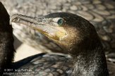 DBH01114300 aalscholver / Phalacrocorax carbo