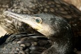 DBH01114308 aalscholver / Phalacrocorax carbo