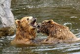 DZG01088574 kodiakbeer / Ursus arctos middendorffi