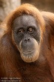 DZG01100313 orang-oetan / Pongo pygmaeus