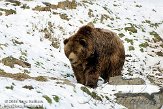 DZG01100398 kodiakbeer / Ursus arctos middendorffi