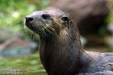 DZG01143722 Noord-Amerikaanse otter / Lontra canadensis