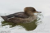 DZG01143859 Kokardezaagbek / Lophodytes cucullatus