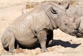 DZG01214791 witte neushoorn / Ceratotherium simum