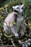 GBBD01221796 ringstaartmaki / Lemur catta