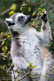 GBBD01221806 ringstaartmaki / Lemur catta
