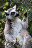 GBBD01221807 ringstaartmaki / Lemur catta