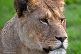 GBBD01221835 Afrikaanse leeuw / Panthera leo