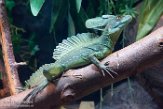 GBBP1173447 kroonbasilisk / Basiliscus plumifrons