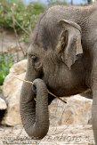 GBCZ1115248 Aziatische olifant / Elephas maximus