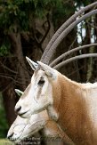 GBCZ1115288 algazel / Oryx dammah