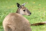 GBCZ1115342 westelijke grijze reuzenkangoeroe / Macropus fuliginosus