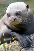 GBCZ1115468 reuzenotter / Pteronura brasiliensis
