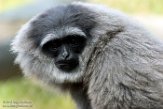 GBCZ1173584 zilvergibbon/ Hylobates moloch