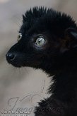 GBCC1115663 blauwoogmaki / Eulemur flavifrons