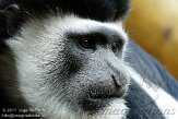 GBCC1115676 oostelijke franjeaap / Colobus guereza