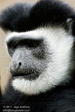 GBCC1115678 oostelijke franjeaap / Colobus guereza