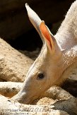 GBCC1115817 aardvarken / Orycteropus afer