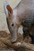 GBCC1115830 aardvarken / Orycteropus afer