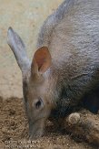 GBCC1115833 aardvarken / Orycteropus afer