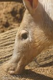 GBCC1115834 aardvarken / Orycteropus afer