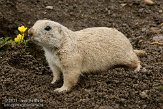 GBCW1115141 zwartstaartprairiehond / Cynomys ludovicianus