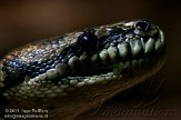 GBCW1115170 netpython / Broghammerus reticulatus