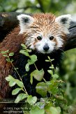 GBCW1115182 rode panda / Ailurus fulgens