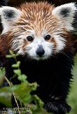 GBCW1115188 rode panda / Ailurus fulgens