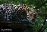 GBCW1115219 Amoerpanter / Panthera pardus orientalis