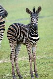 GBCW1115243 Chapmanzebra / Equus quagga chapmani